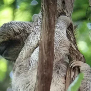 Sloth Watching Tour