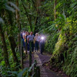 Guided Night Walk Tour