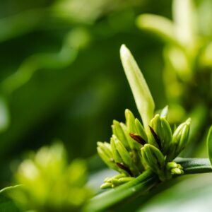La Fortuna Guided Coffee Tour