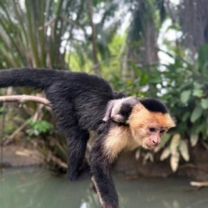 Mangrove River Monkey Boat Tour