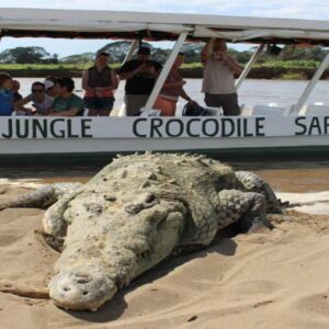 Tárcoles Crocodile Safari River Boat Tour