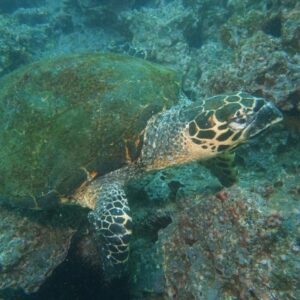 Central Pacific Scuba Diving Tour – Isla Tortuga