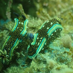 Central Pacific Certified Scuba Diving Tour – Isla Tortuga